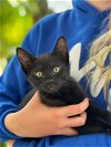adoptable Cat in escondido, CA named Shaun