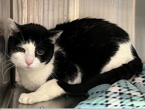 JETSON - Domestic Short Hair available for adoption