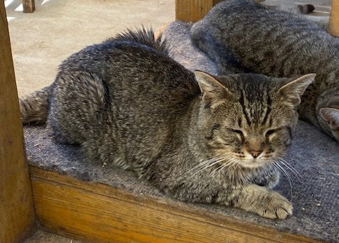 adoptable Cat in Escondido, CA named Ernesto