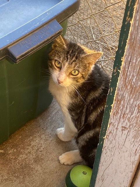 adoptable Cat in Escondido, CA named Bombur