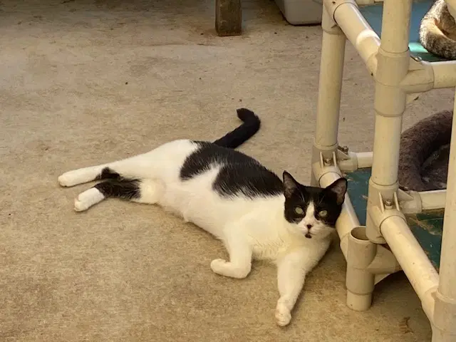 Janny - Domestic Short Hair