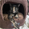 adoptable Cat in San Diego, CA named Bella Tortie