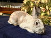 adoptable Rabbit in  named Babe
