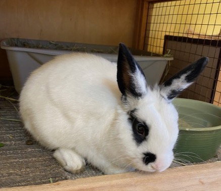 PARKER - English Spot / Dwarf available for adoption