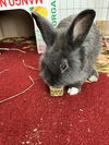 adoptable Rabbit in  named Smudge