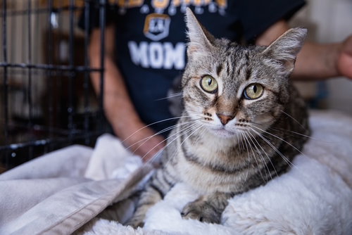 CRAFT - Domestic Short Hair available for adoption