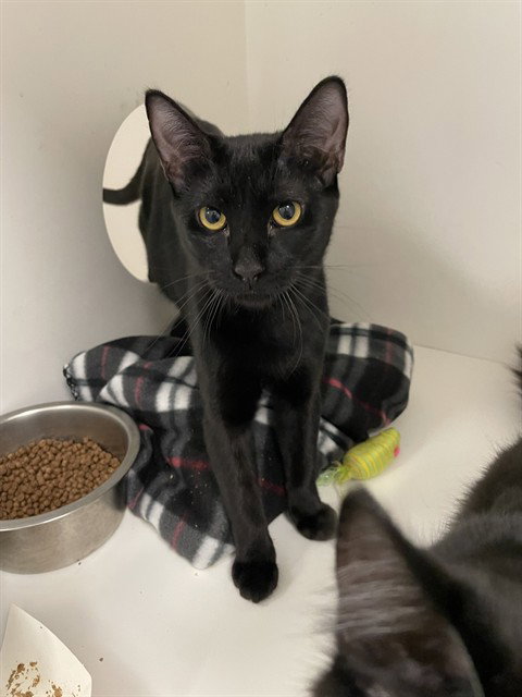 picture of the cat needing adoption
