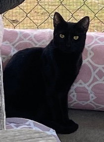 JADE - Domestic Short Hair available for adoption