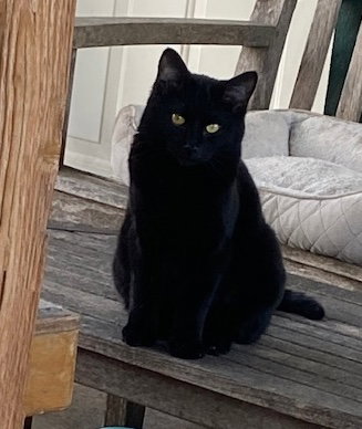 picture of the cat needing adoption