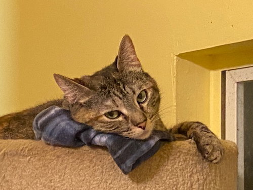 Susan, Young Domestic Short Hair (short coat), cat for adoption in Escondido, California