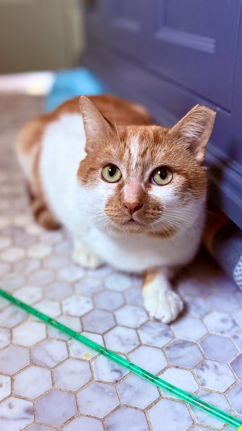 picture of the cat needing adoption
