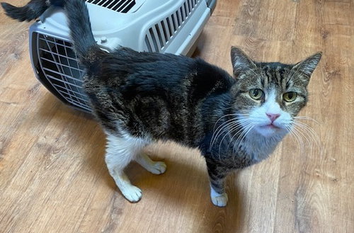Neighbor, Adult Domestic Medium Hair (medium coat), cat for adoption in Escondido, California