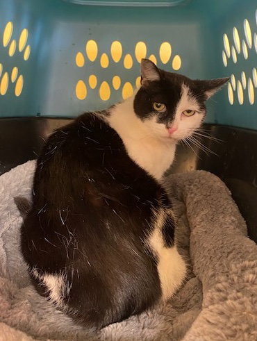 Half Moon, an adoptable Domestic Short Hair in Escondido, CA