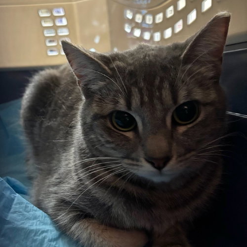 Joselito, an adoptable Domestic Short Hair in Escondido, CA