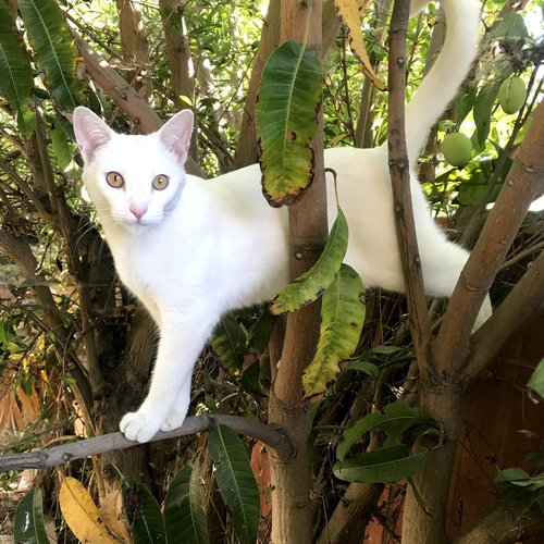 Nezumi, an adoptable Domestic Short Hair in Escondido, CA