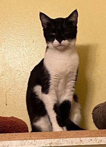 Kureha, Domestic Short Hair