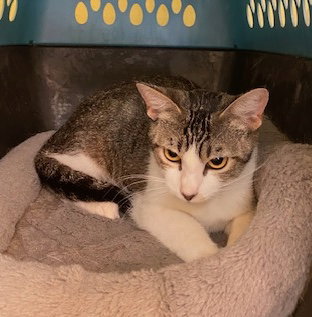 picture of the cat needing adoption