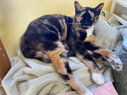 picture of the cat needing adoption