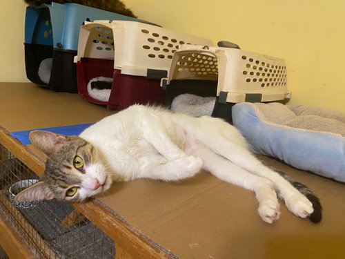 picture of the cat needing adoption