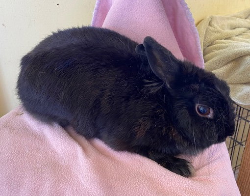 Fluff