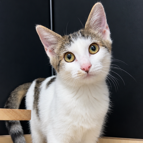 Nova, a cat for adoption from Martin's Home, Inc.