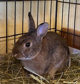 Bugsy, a rabbit for adoption from Martin's Home, Inc.