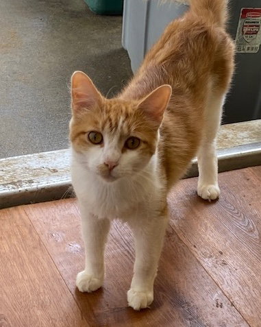 Buddy, a cat for adoption from Martin's Home, Inc.