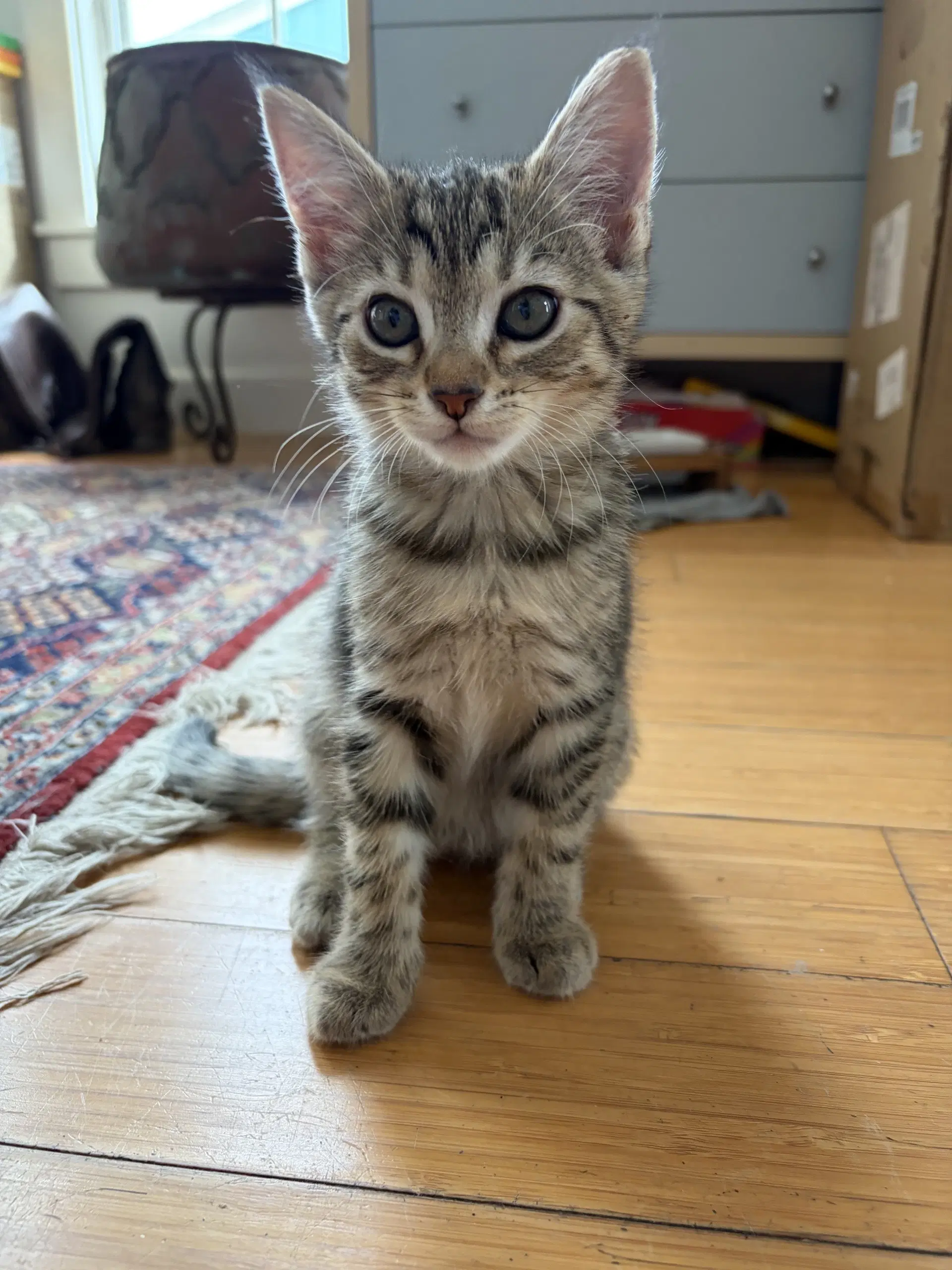 Simone - Domestic Short Hair