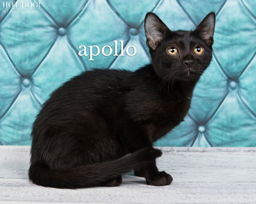 Apollo