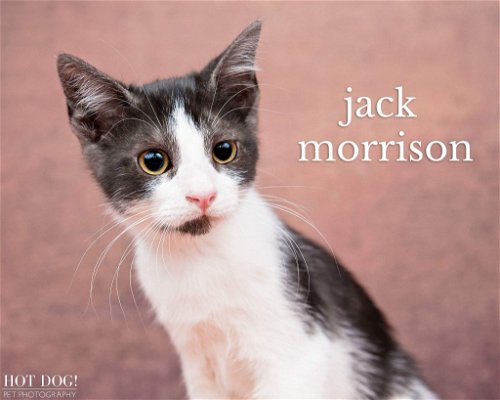 Jack Morrison
