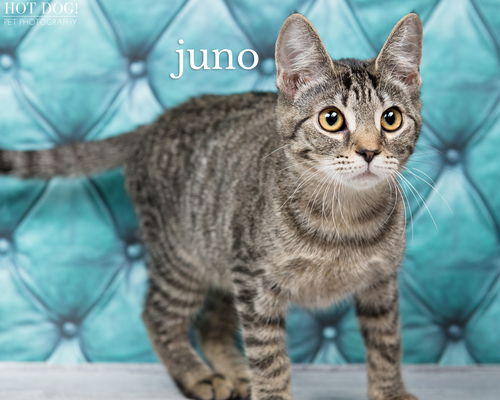 Juno