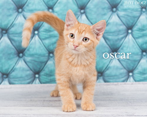 Oscar