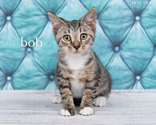 Bob