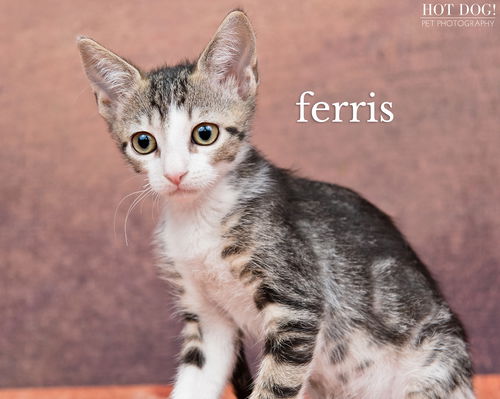 Ferris