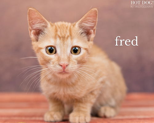 Fred