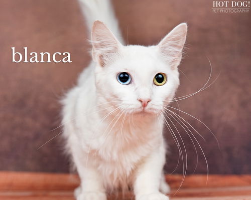 Blanca