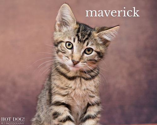 Maverick