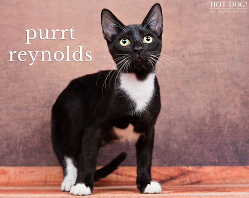 Purrt Reynolds