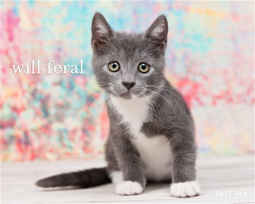 Will Feral