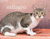 Milagro