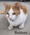 Butters