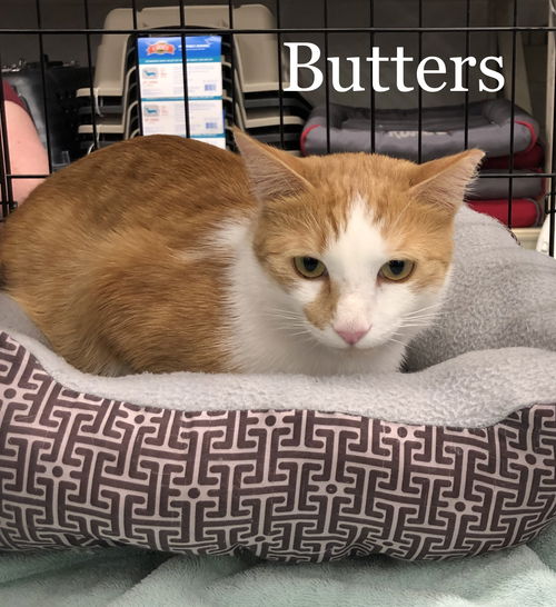 Butters