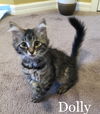 Dolly