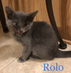 Rolo