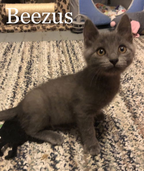 Beezus