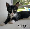 Sarge