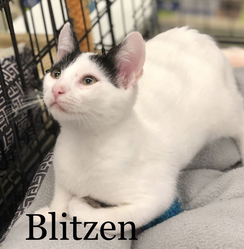 Blitzen