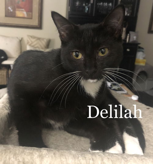 Delilah