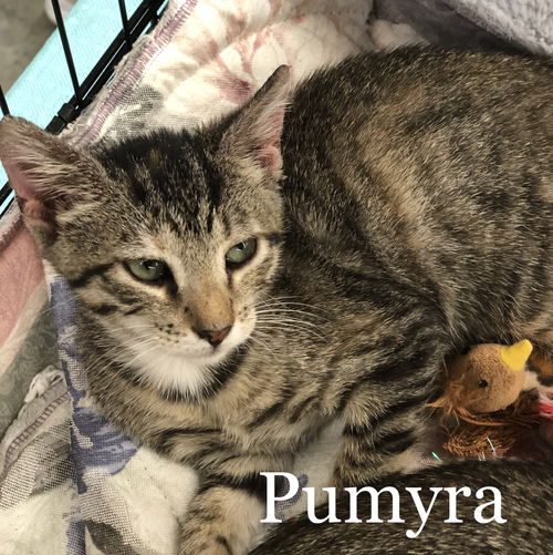 Pumyra