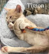 Timon